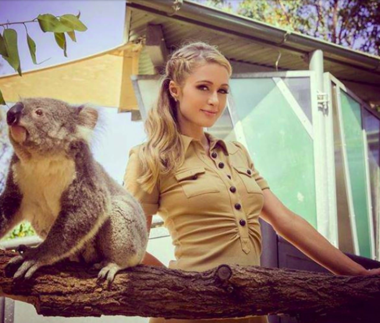美国社交名媛巴黎希尔顿（Paris Hilton）曾在Instagram上传与无尾熊的合照。