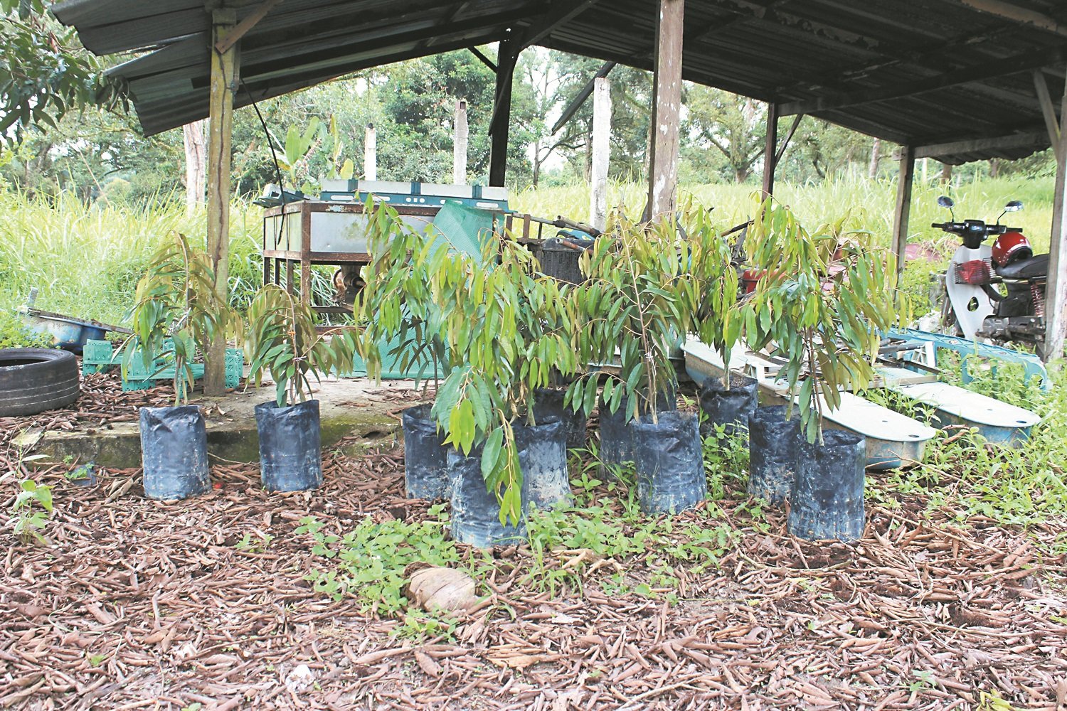 每当有榴梿树坏死，张诚隆都会购买新的猫山王树苗进行重植。