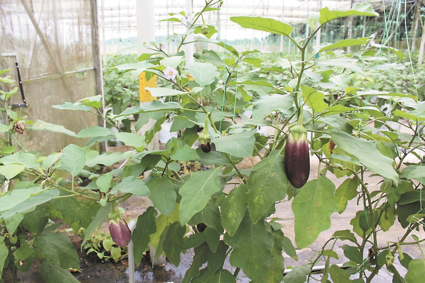 圆茄生长至成熟时期需2个月的时间，成熟期的圆茄呈现出棒圆形及深紫色的状态。