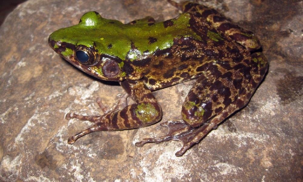 臭蛙（Odorrana Mutschmanni）