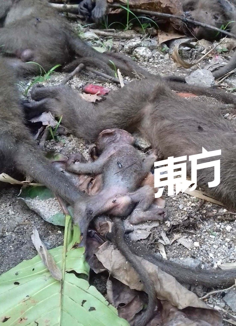 丧命的猴子中包括猴子幼崽，陈尸在母猴旁。（摄影：雷亚来）