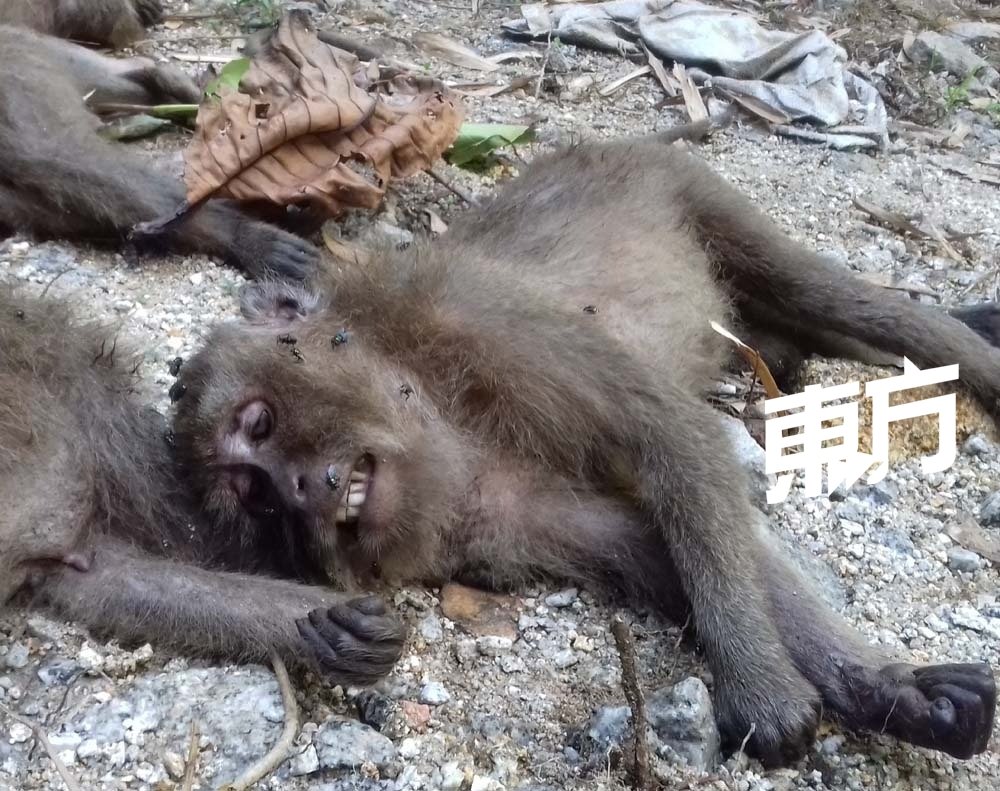 有的猴子死状呈睁开眼的“死不暝目”状，十分可怖。（摄影：雷亚来）