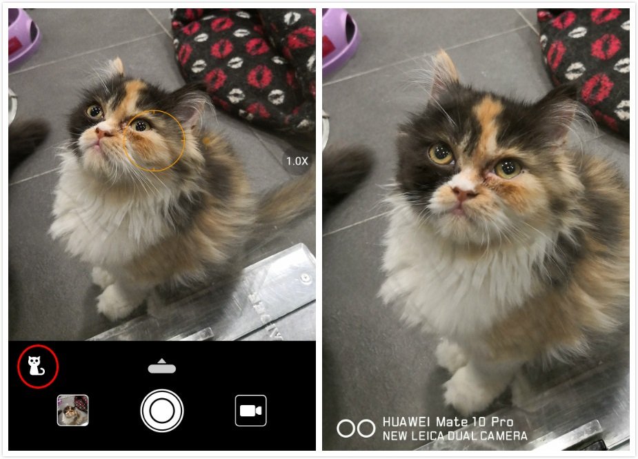 华为与徕卡的深度合作也进一步优化了Mate 10 Pro整体的拍照效果，AI处理器的智能算法加持，可实时分析拍摄猫（左下角显示），自动调校和参数设置。
