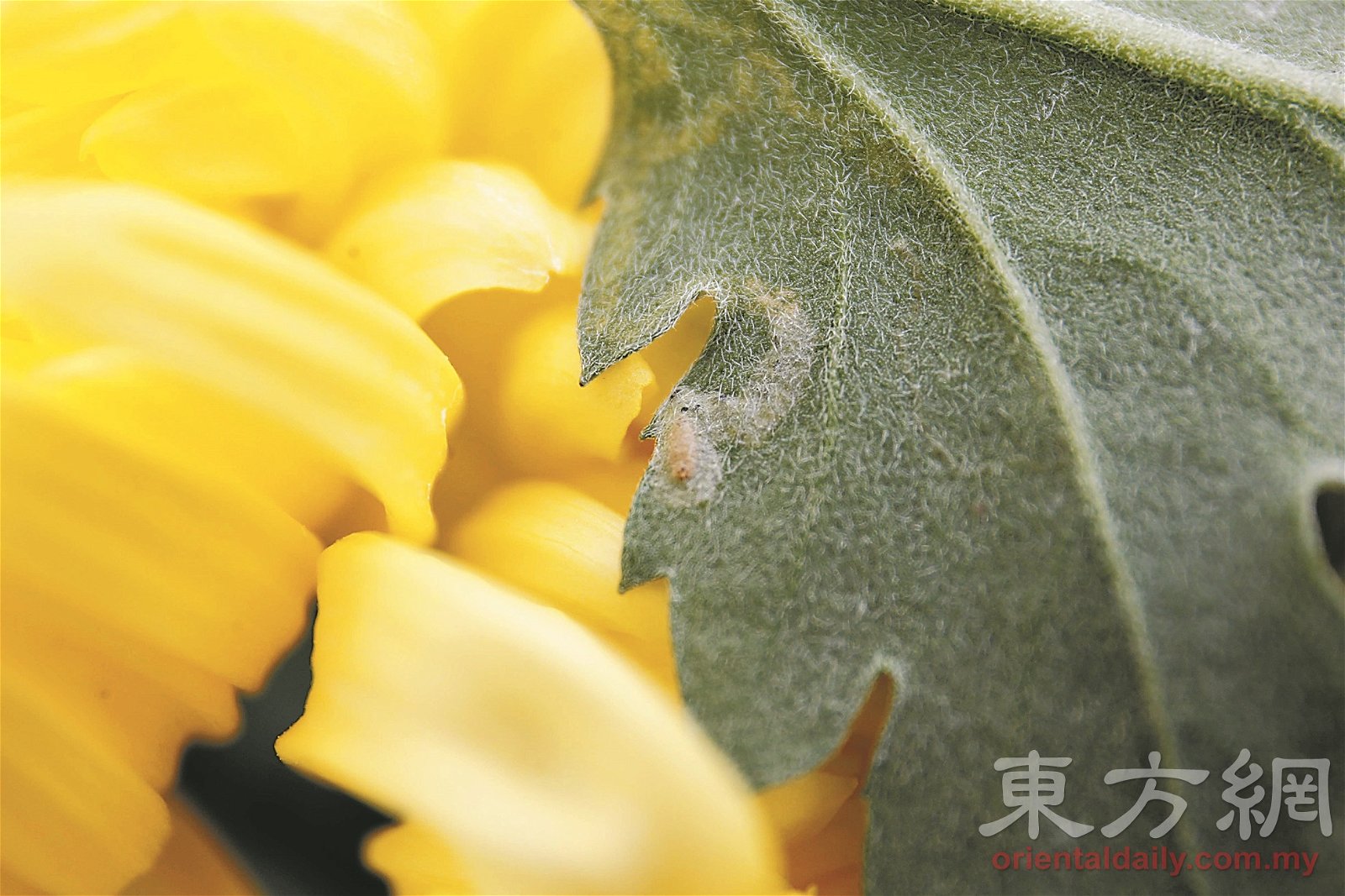 菊花的叶片最容易遭到线虫侵袭，啃食叶片中间的叶绿素。
