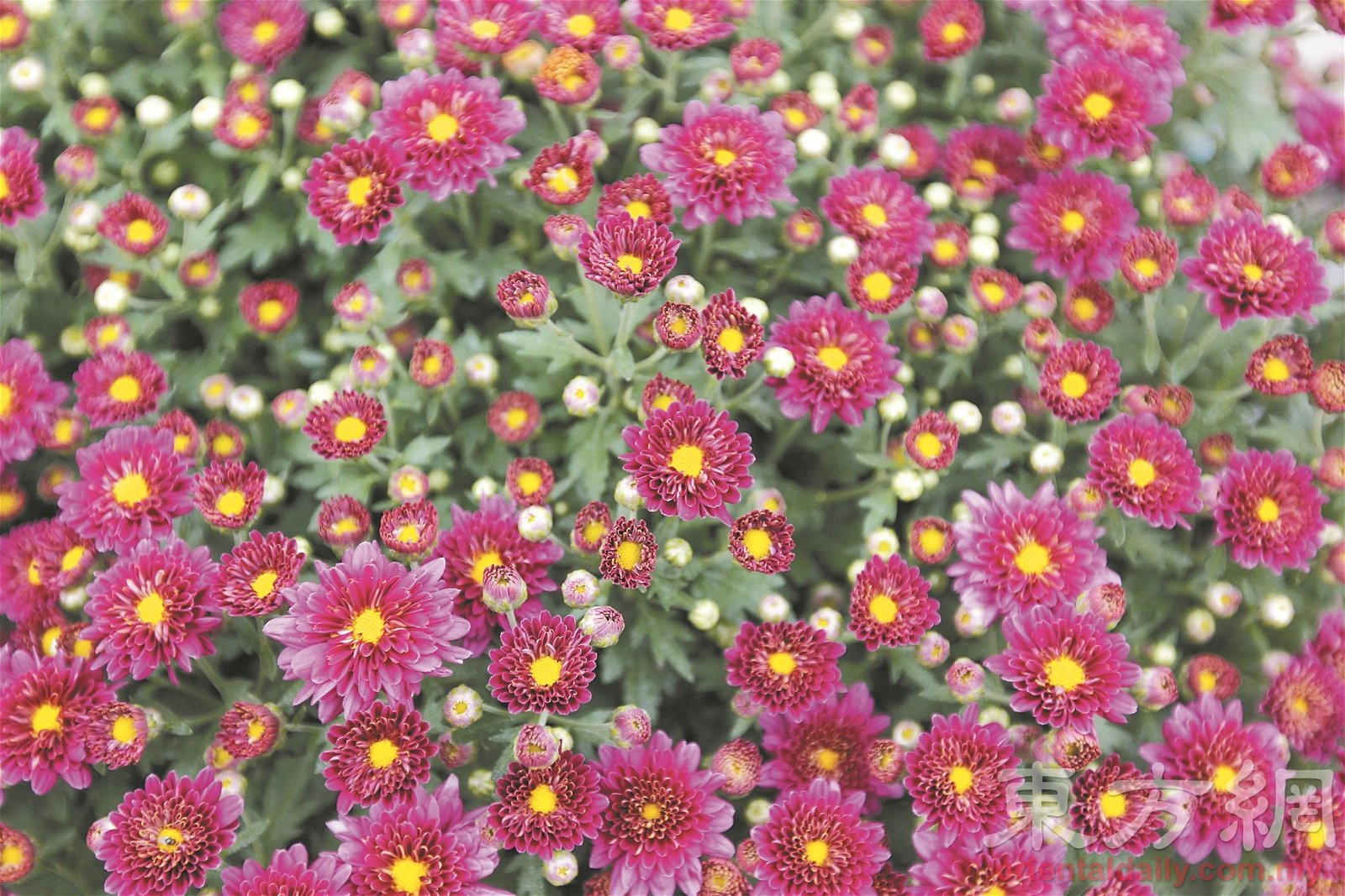 小小朵颜色鲜艳的日本菊花非常耀眼，由于具有蓬松感，所以外形上多了一份其他花卉没有的气质。