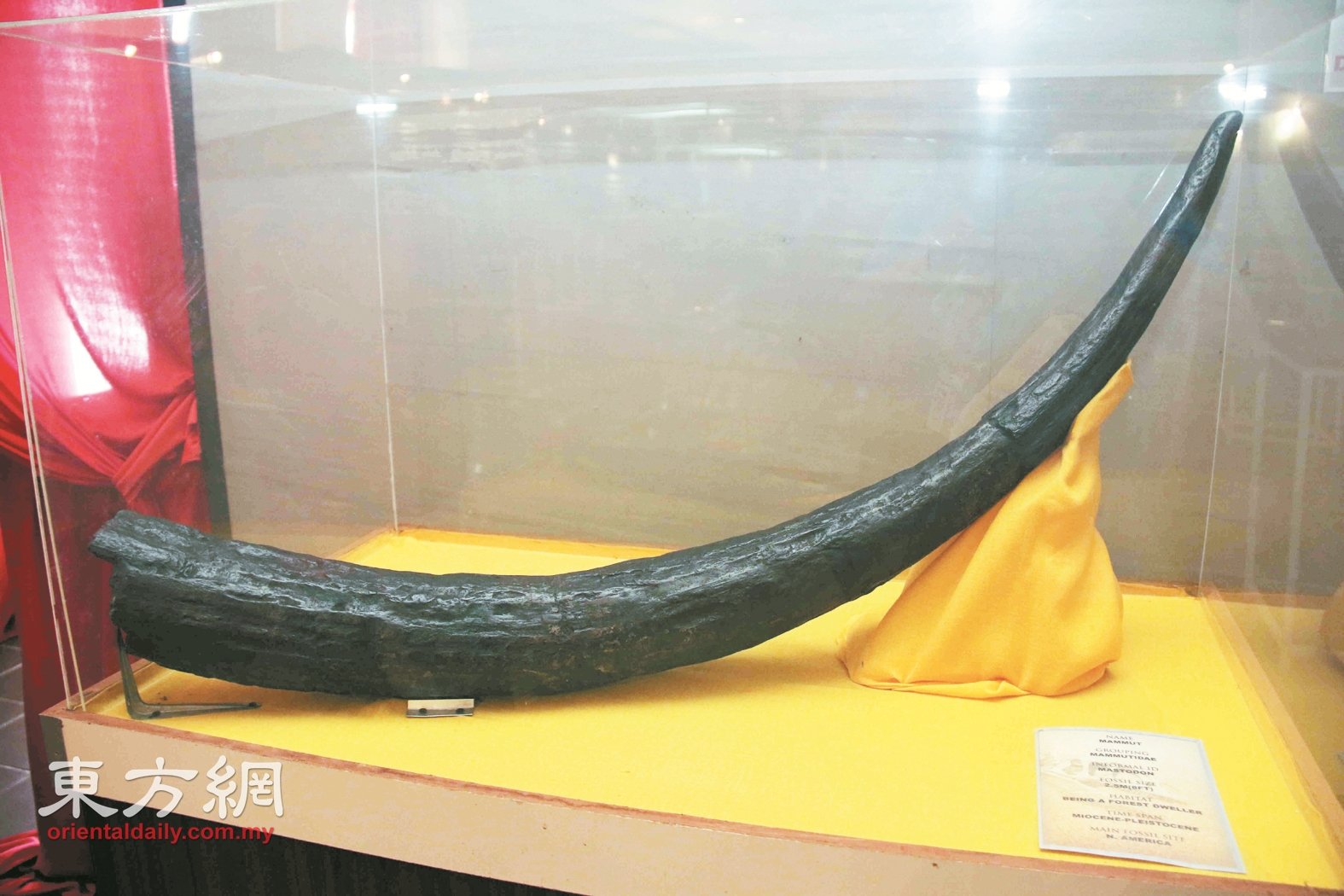 3.09亿年前在美国北部生产的长毛象象牙化石长达2.5公尺。