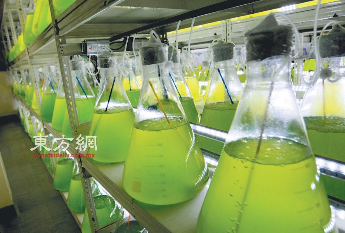 培植瓶里的雨生血球藻原为绿色，若颜色越深，就代表藻类数目越多。