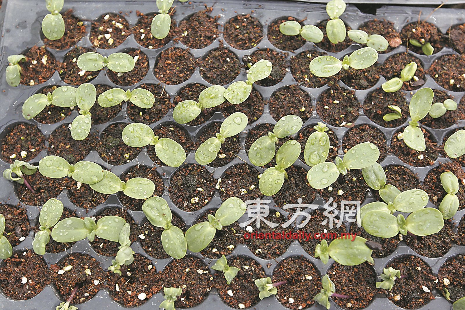 一般向日葵的树苗成长约一周后，就可直接移植至土地，继续栽种。
