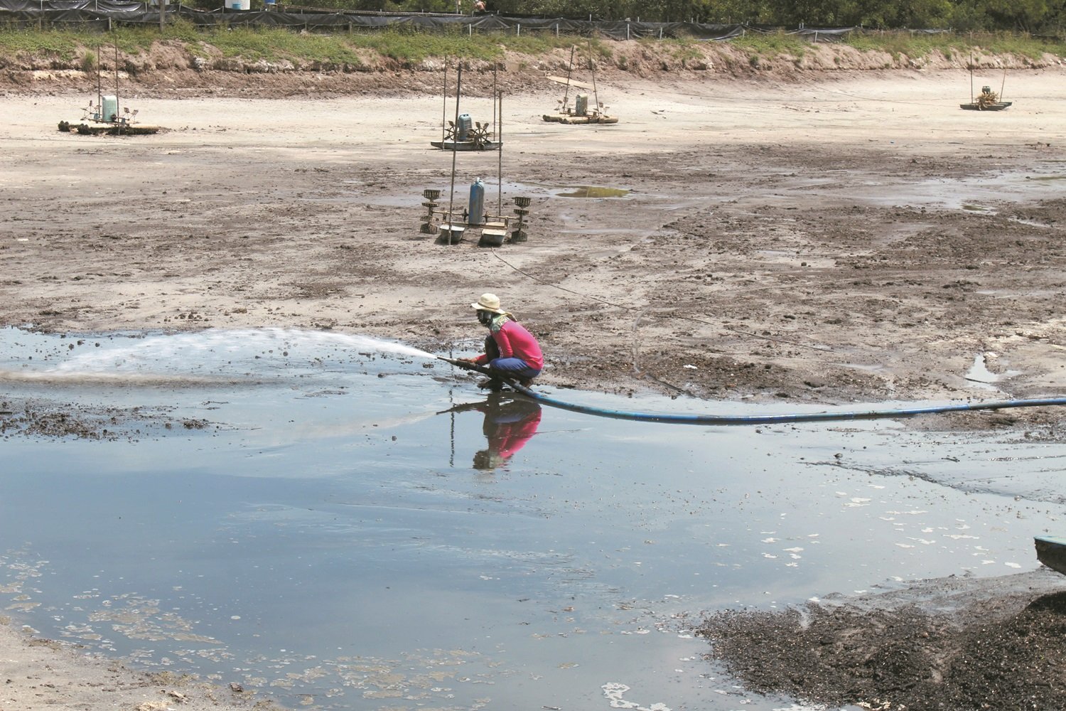 收成以后，养虾工人就得将虾池中的小泥丘清洗乾净，免病菌滋生。