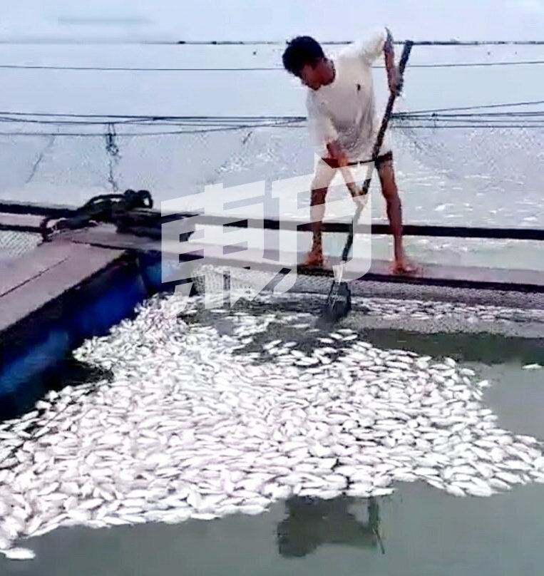 网中都是死鱼，业者必须马上捞起以免海水发臭。