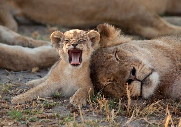 狮子王塞西尔死后2年，它6岁的儿子“辛达”也惨遭猎杀。