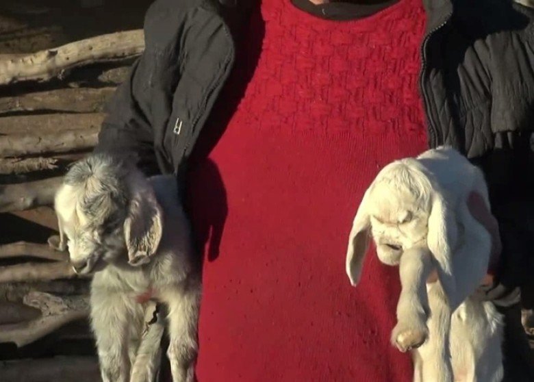 畸形山羊（右）与正常山羊（左）的样貌不同。