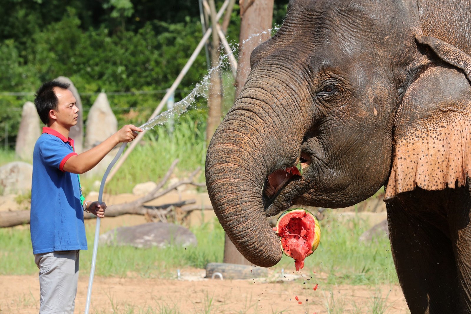高温天里动物也吃不消，浙江宁波雅戈尔动物园工作人员，采用淋水和喂食西瓜方式，帮助亚洲象应对酷暑。