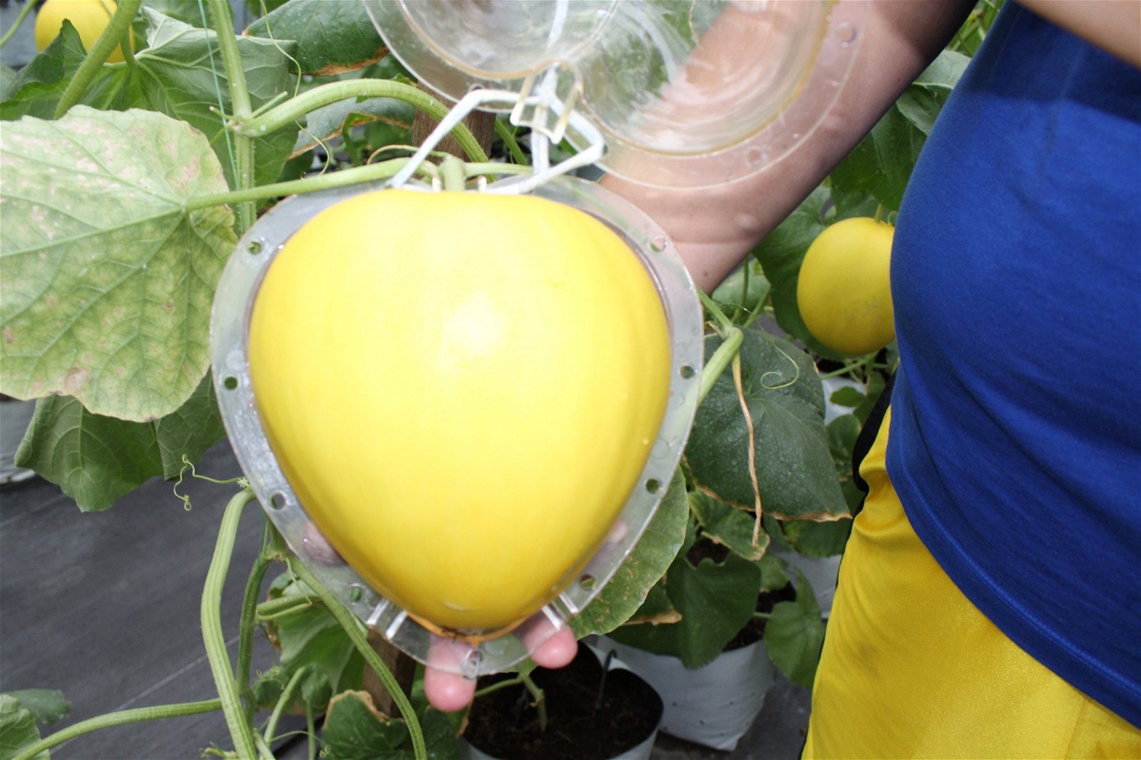 赵杰龙使用模具，种植出心形的洋香瓜。