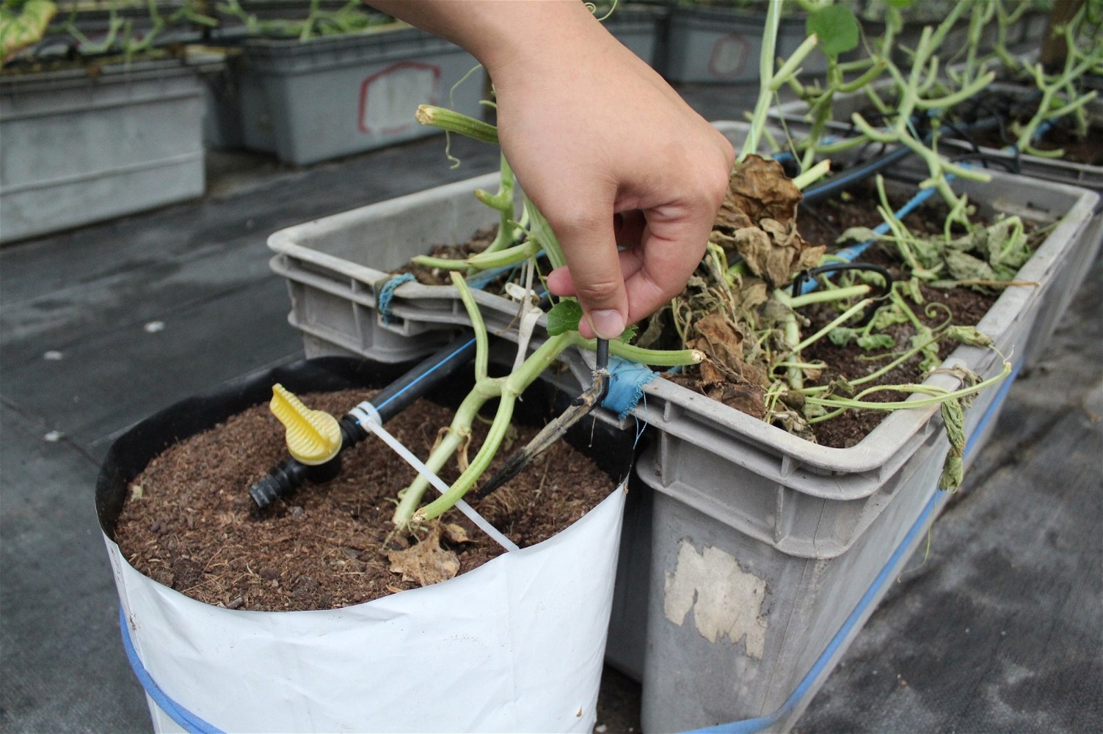 赵杰龙采用滴灌技术，将一定数量的水和肥料一滴一滴地输送到植物的根部。