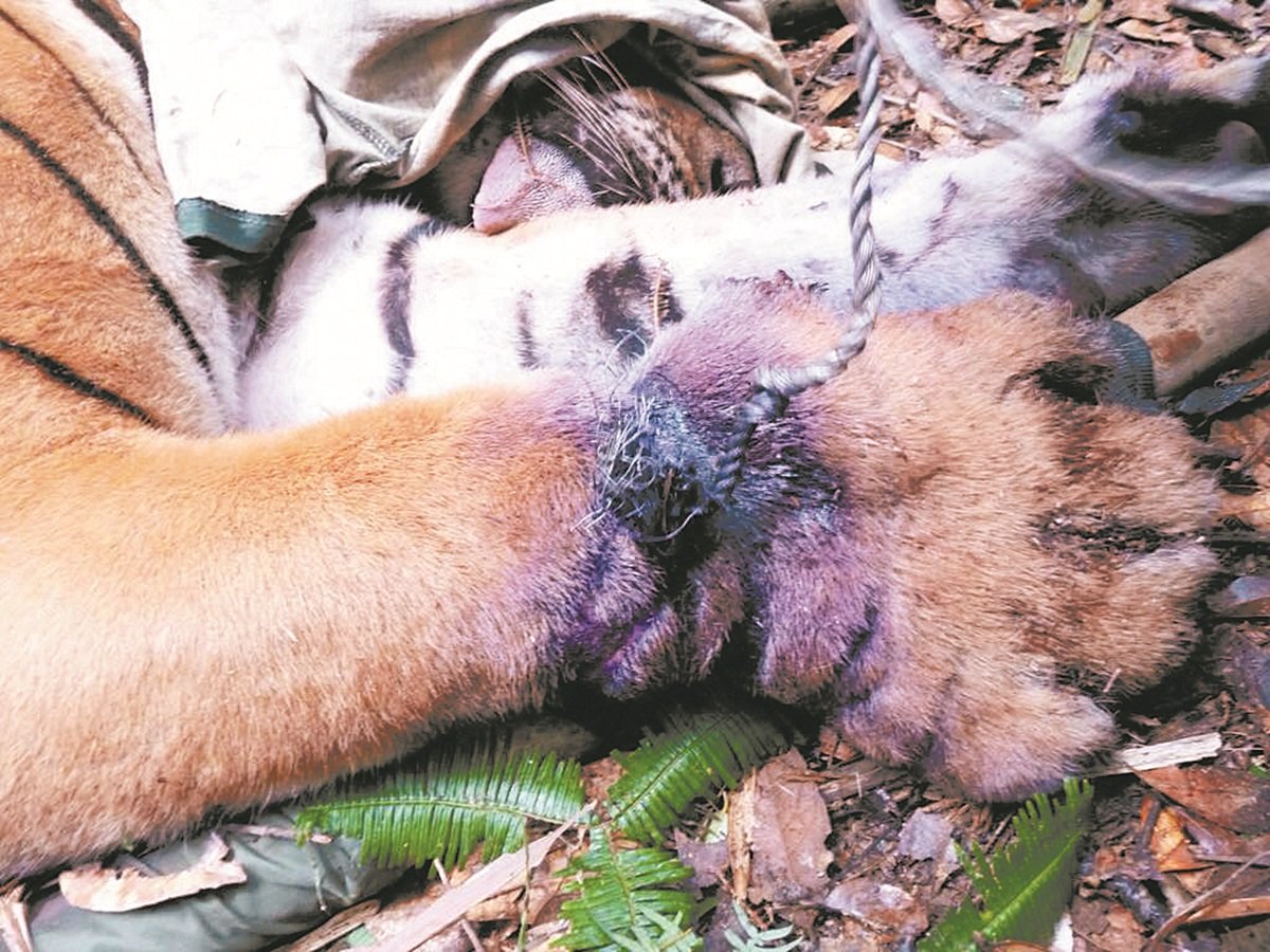 误陷钢线陷阱的老 虎前爪被发现时， 已被钢线紧箍得皮 肉泛紫。 -受访者提供-