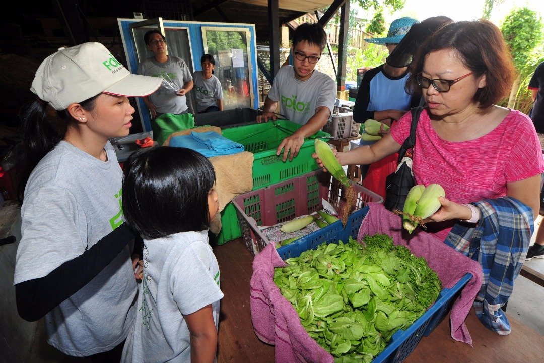 福乐社区农场的会员们每周都前来领取至少8种的新鲜有机蔬菜，让民众远离农药，吃出蔬菜最原始的营养。