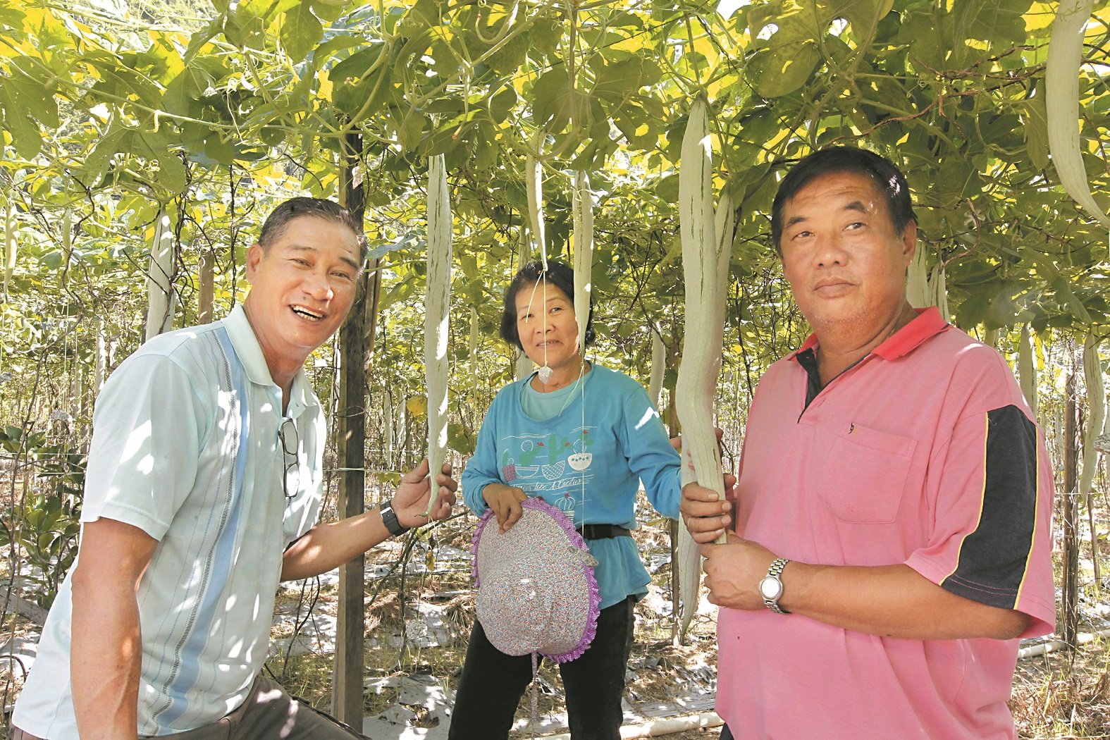 谭顺强（左起）、彭玉兰及石山脚新村村长林运成展示菜园内的一条条细长的蛇瓜。