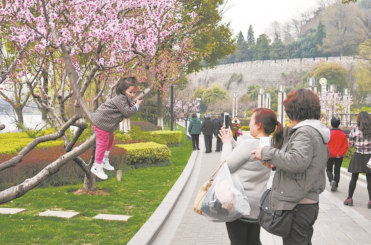 这是中国游客让孩童爬上一棵盛开的梅花树拍照。