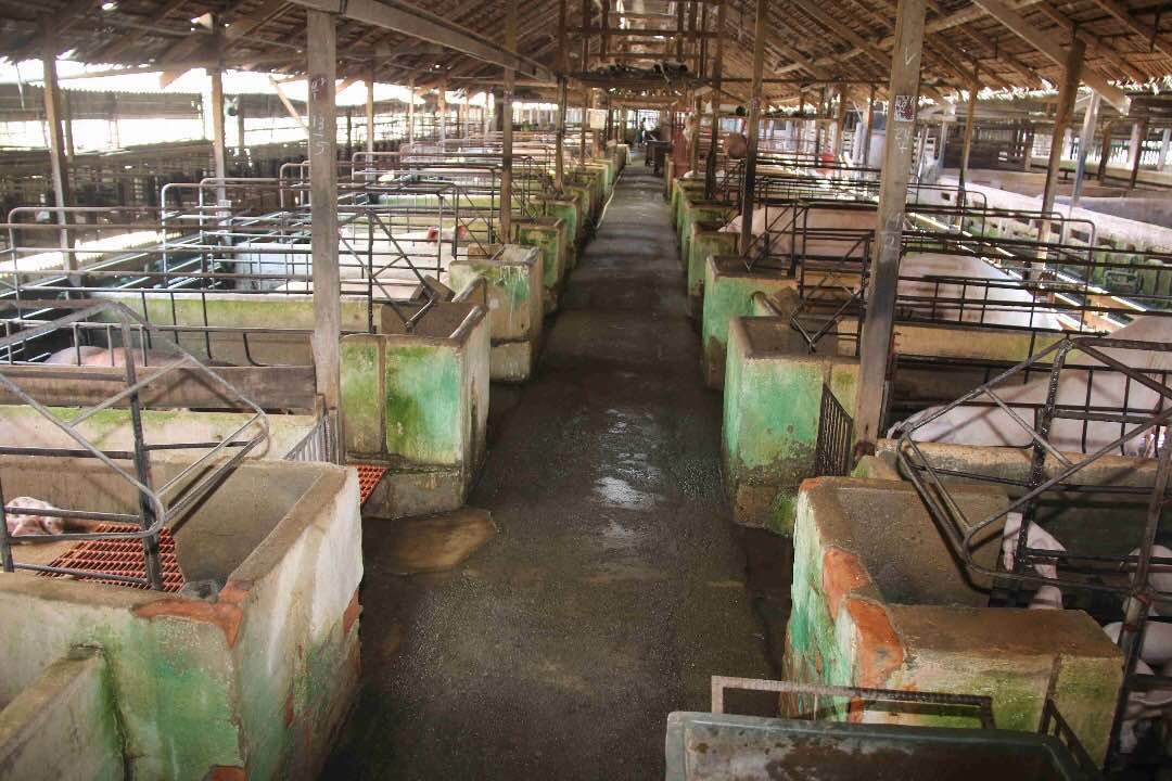 阔别30年，马六甲养猪场首次获得兽医局发出养猪场执照。