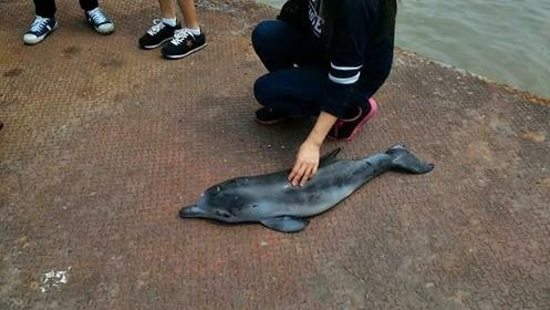 小海豚误入渔网而丧命， 令人惋惜。