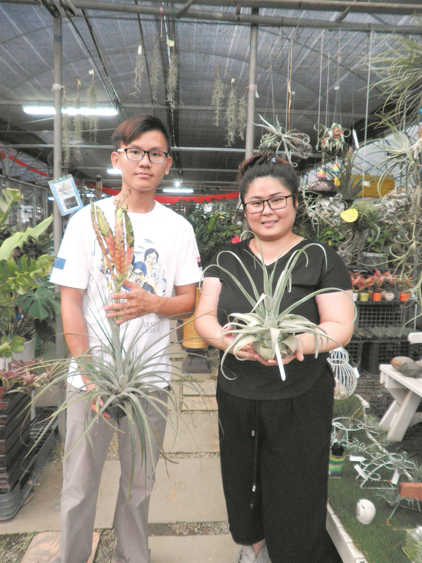 陈玉卿（右）与助理蔡俊康展示其中两款外型独特的空气凤梨。