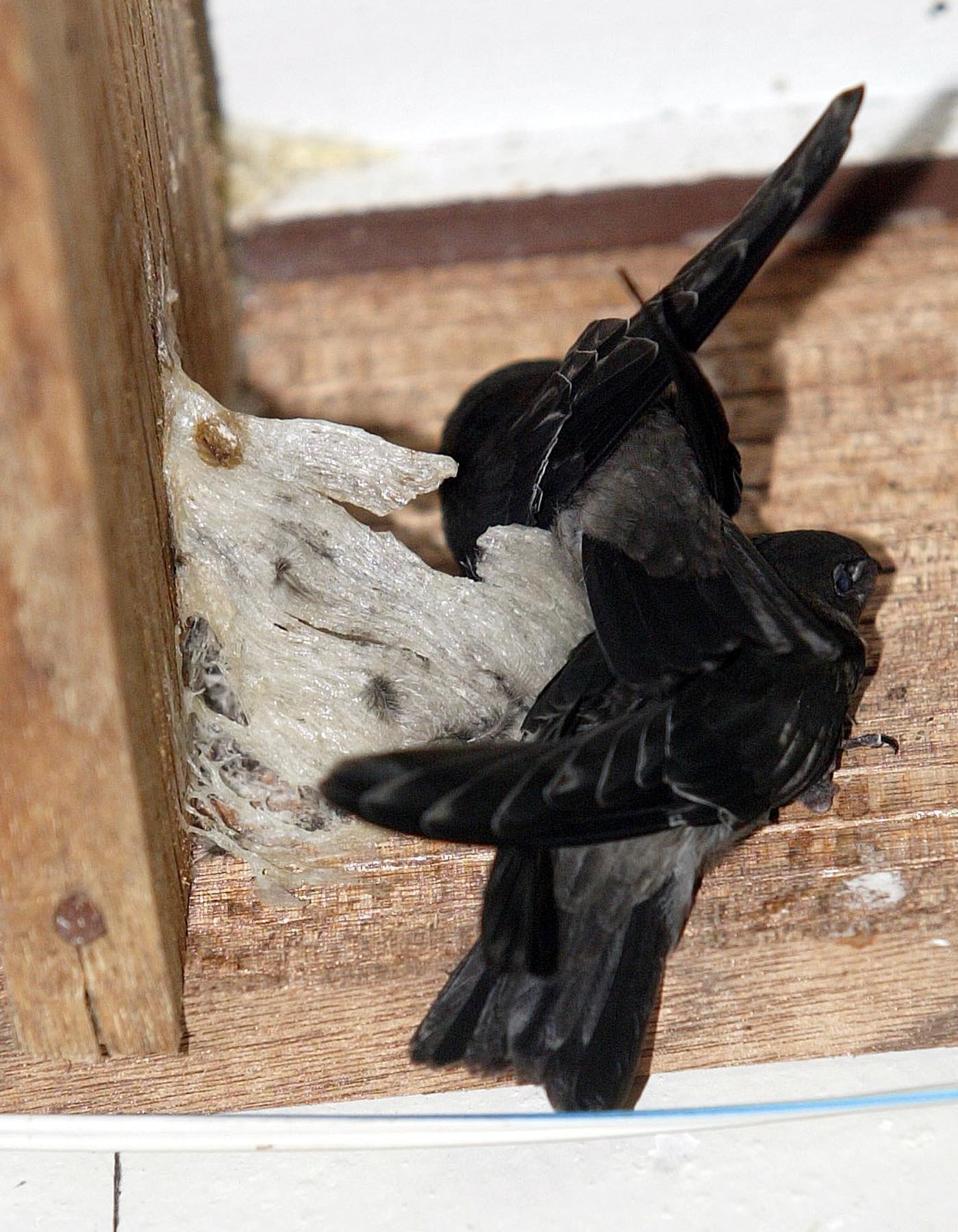 燕子因为在森林常受到飞行类及其他动物干扰，而喜好来到人们空置的屋子筑窝。（档案照）