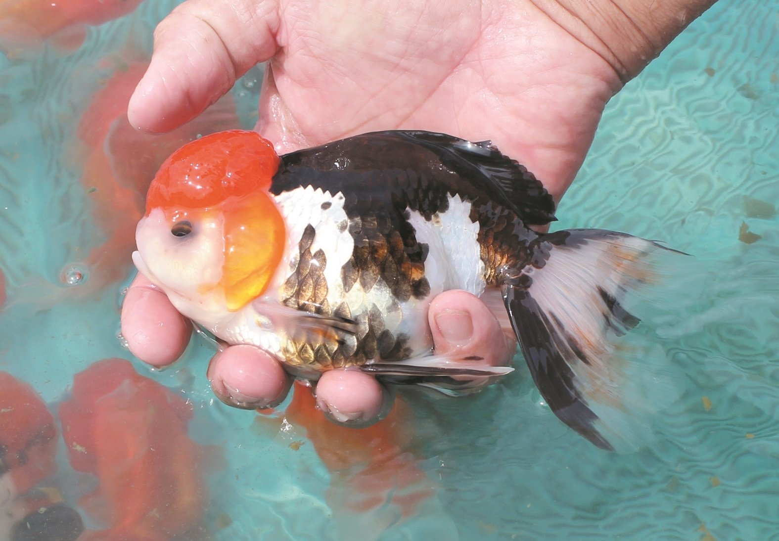 黄煜添展示其配种改良的三色狮子头金鱼，凸起的头部呈红色，身体则黑白参杂，观赏价值颇高。