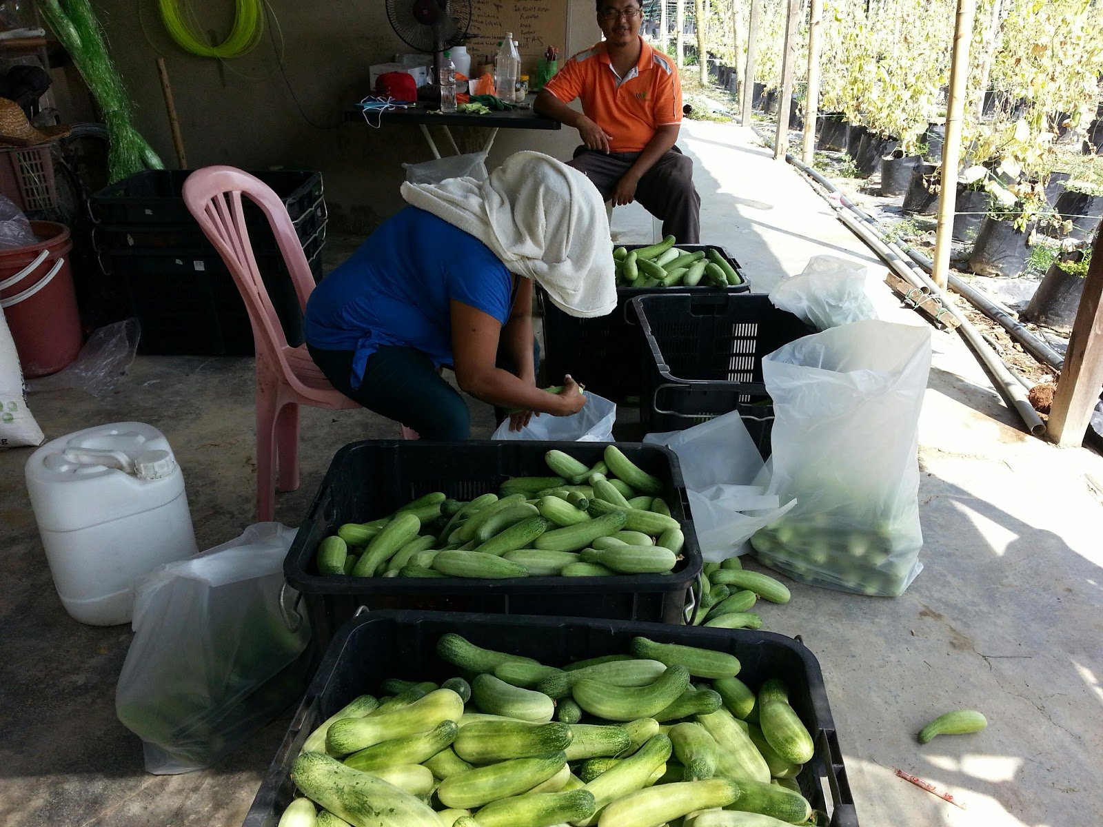 黄瓜是低投入高产量的菜类，虽然卖价并不昂贵，但努力耕作， 迎来收成时，仍是叫人感动。