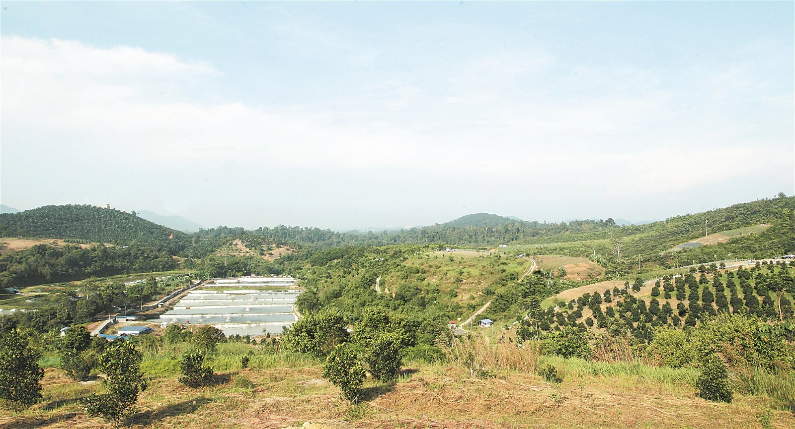 张义鸿的果园位于士毛月，属于农业部所拥有的“食物出产土地计划”一部分。