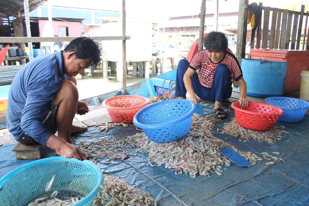 鲜虾从渔船上岸后，必须分类大小，并取小虾来晒制虾米，大虾和中虾鲜卖；图为连桂兰（右）和家人一起分类鲜虾。