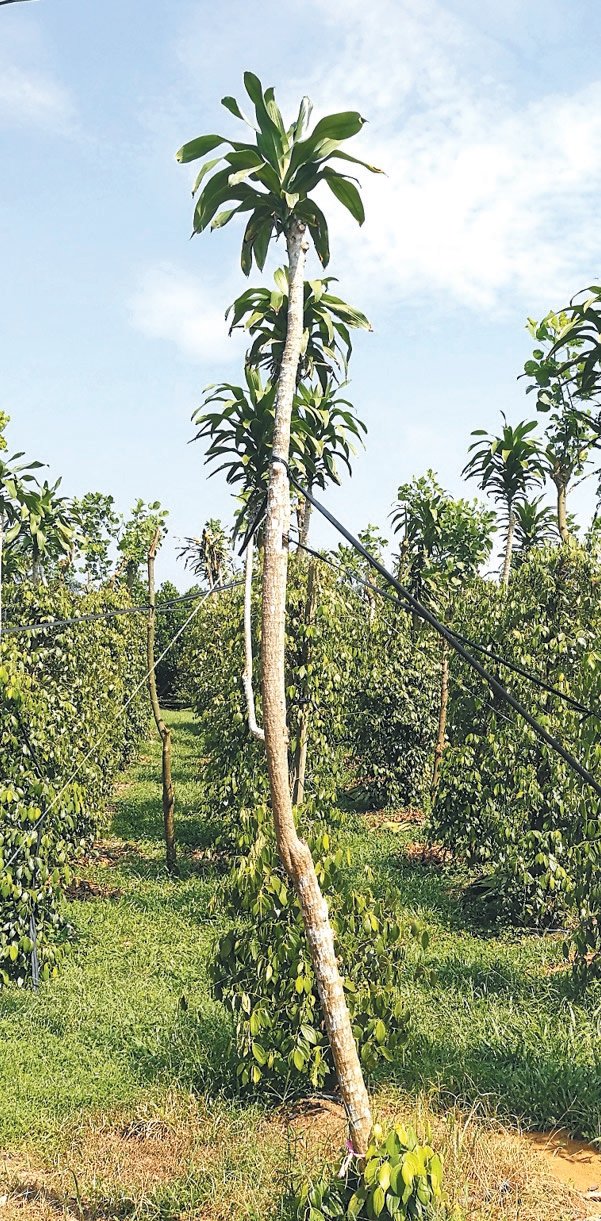 胡椒属于攀缘植物，因此在需要栽种铁树供胡椒生长，使得农民工作量倍增。