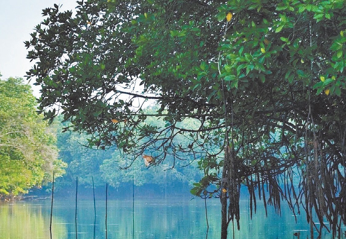 埔莱河水域充满生物多样性，向来被规划为高度自然敏感区域，不得进行任何大型发展。
