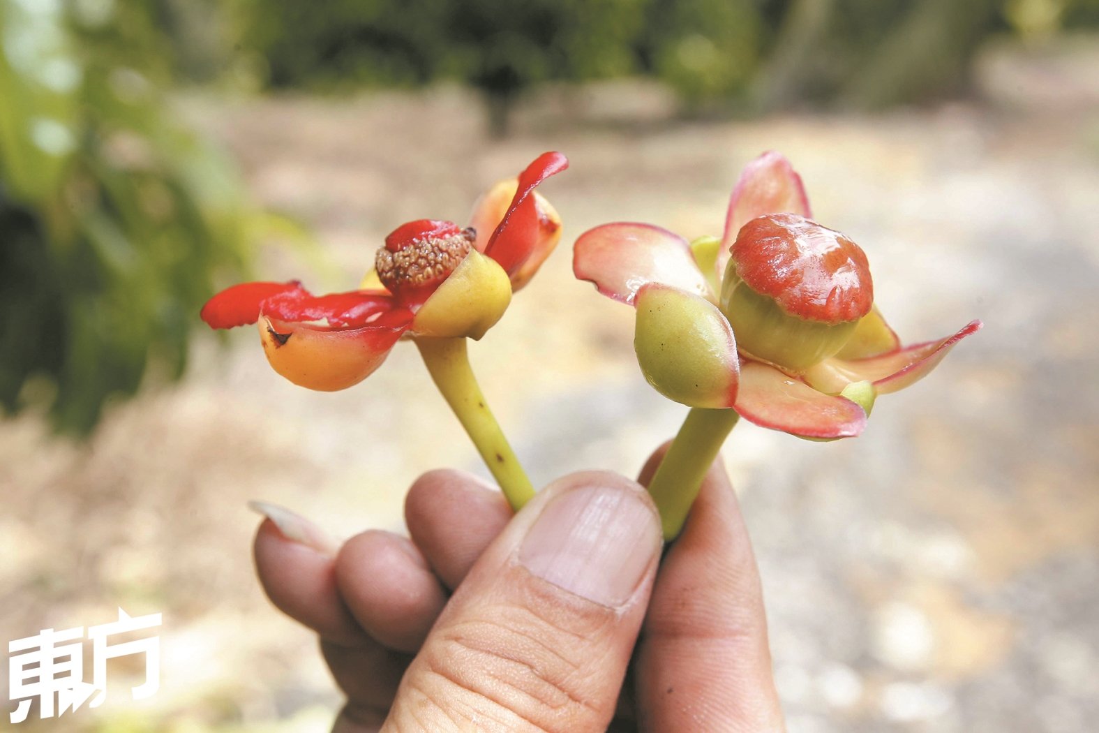 左为亚参果树的雄花，中间只有雄蕊不会结出果实， 右则为雌花，在授粉成功后可结出果实。