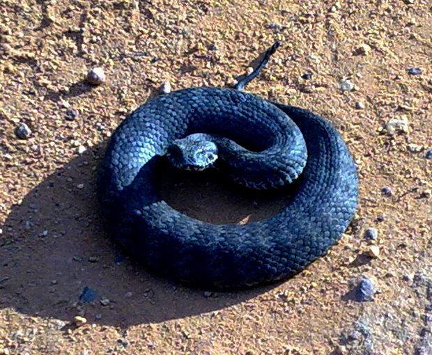 澳洲毒蛇：棘蛇（death adder）