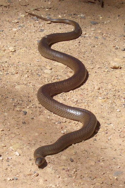 澳洲毒蛇：棕伊澳蛇（brown snake）