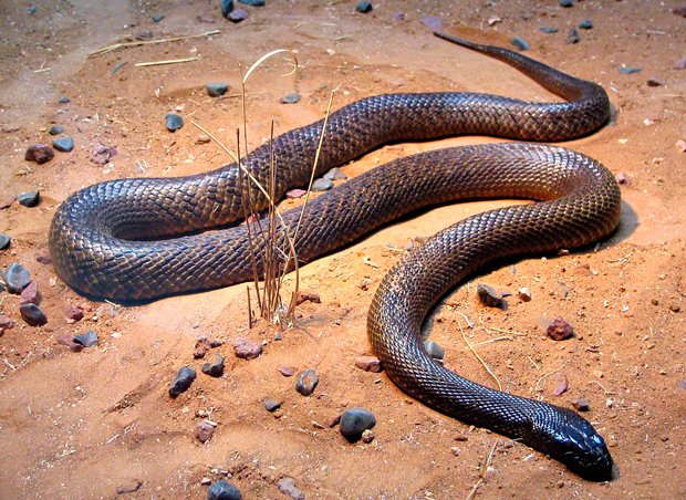 澳洲毒蛇：太攀蛇（taipan）