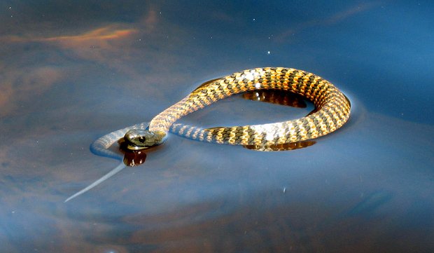 澳洲毒蛇：虎蛇（Tiger snake）