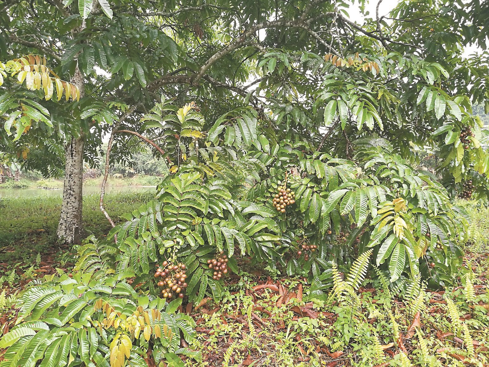 陈伟强采用矮化法种植巴西龙眼树，避免果树继续向上生长，简化采收过程。