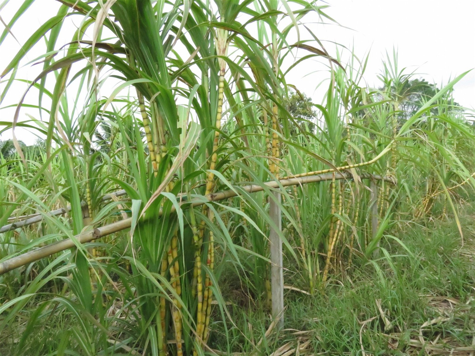 林文龙采用新式种植法，在泥沟两旁筑起竹栏，这可固定甘蔗往上成长，不会东倒西歪。
