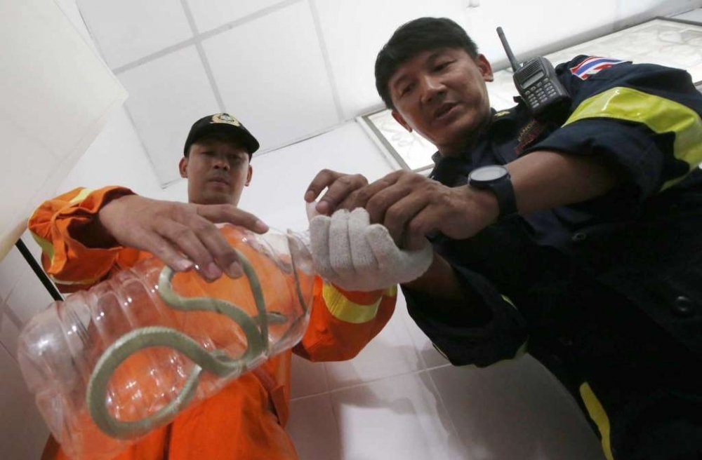 最近泰国曼谷蛇患问题严重，有消防员更坦言，致电求助的个案当中，捉蛇的比灭火更多。