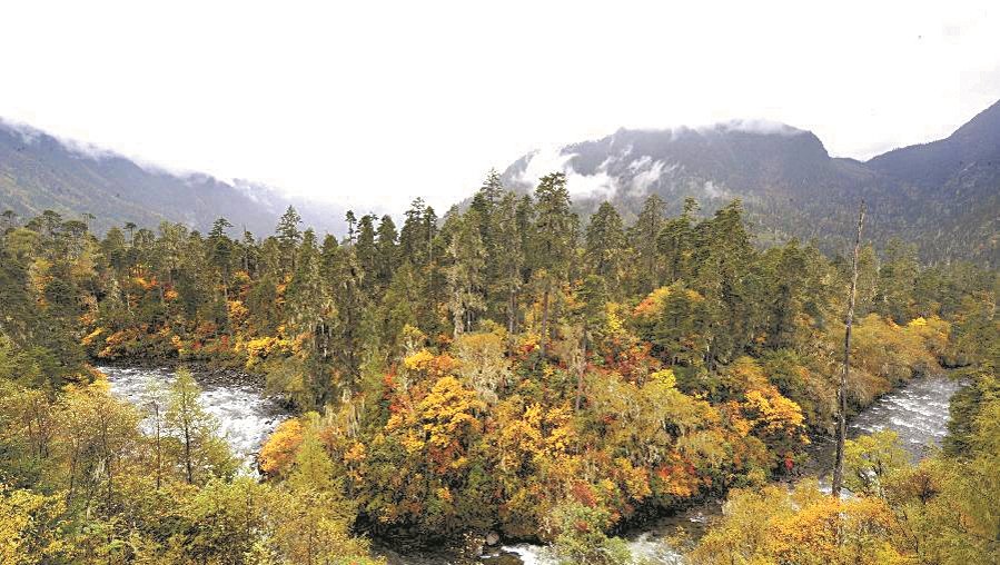 林芝的下辖米林县，最著名的旅游景区是有著“藏地药王谷”美誉的南伊沟，生长著许多西藏特有物种。这是南伊沟的秋景，美如画。