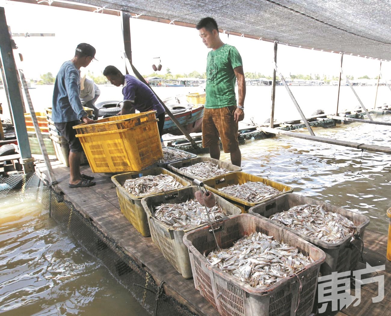 成长的金目鲈主食为小鱼和鱼头，图为林松俊（右）监督员工搬运小鱼，准备载往养殖场喂金目鲈。
