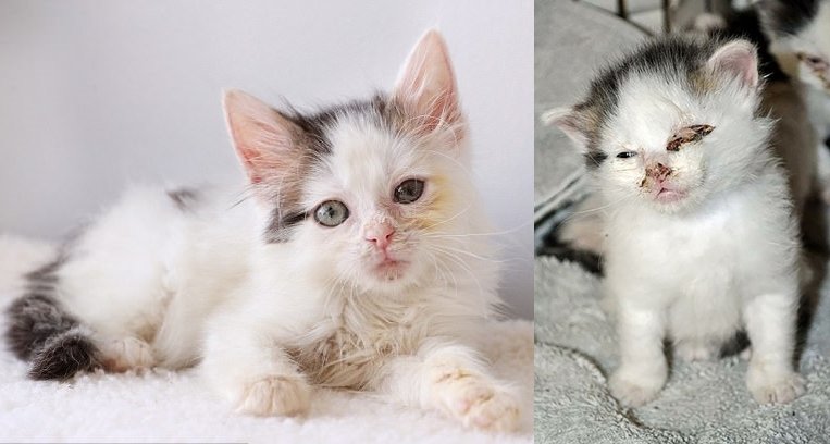 小猫咪治病前后对比（右前左后）