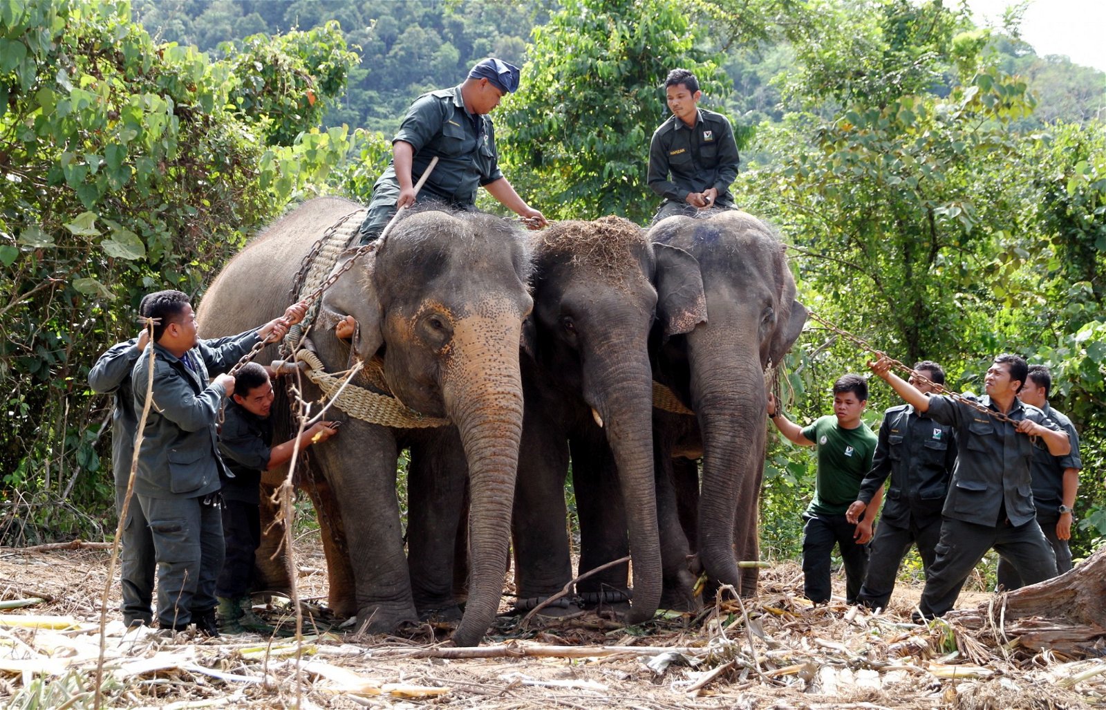 野生动物保护局官员左右骑著两头母象，正协助中间的公象返回原始森林内。
