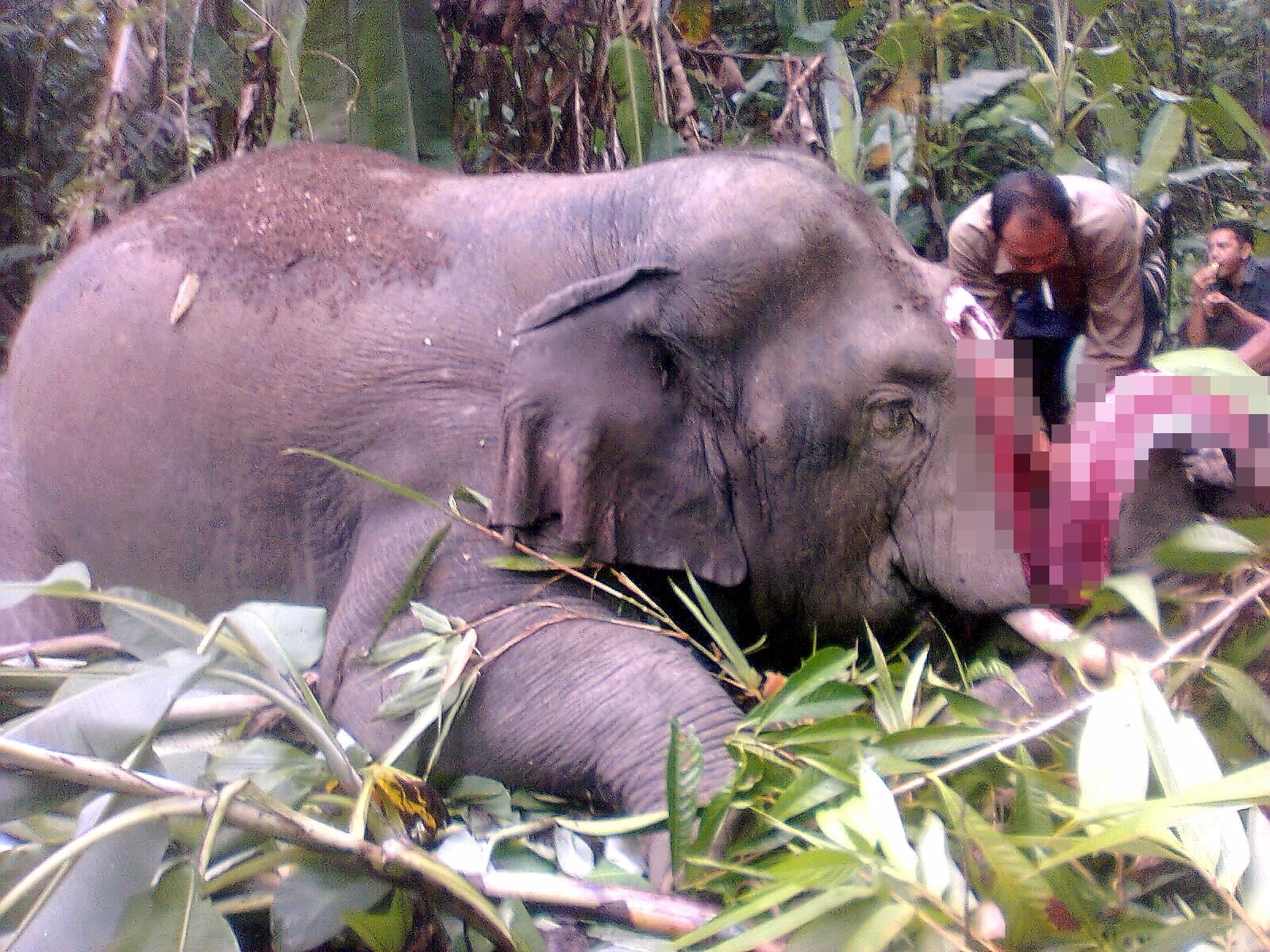 非法捕猎者在击毙大象之后，残忍地将它们的头部切开，然后再取走整根象牙。
