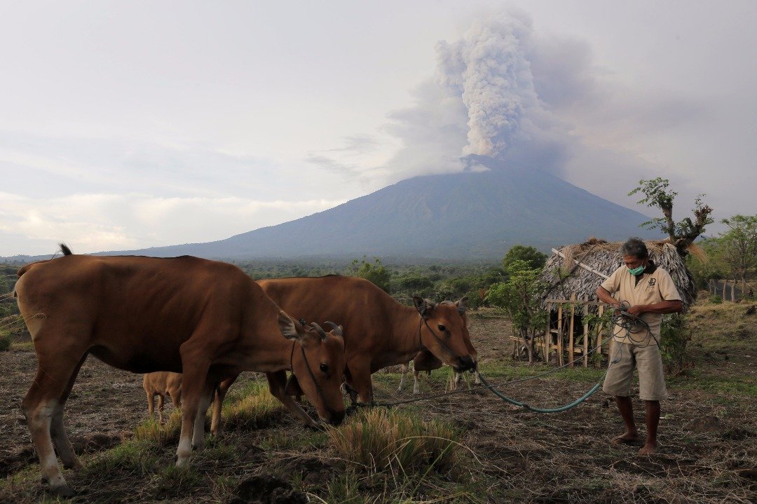 印尼巴厘岛阿贡火山周二持续喷发，当局虽已要求火山附近的10万居民疏散，但很多居民仍留守家园，照顾赖以生计的牲口。-路透社-
