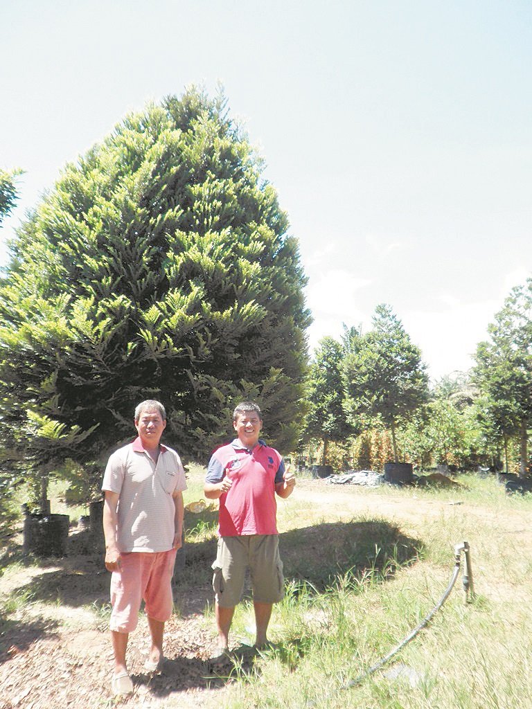 颜良发（右）与颜加厦联合开设的园艺公司种植超过5000棵黄杨叶柿木树。