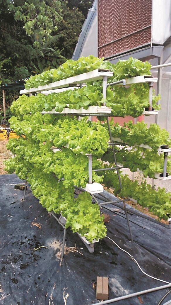 只要设立一个小小的架子，便可在家院子内种植水耕蔬菜。