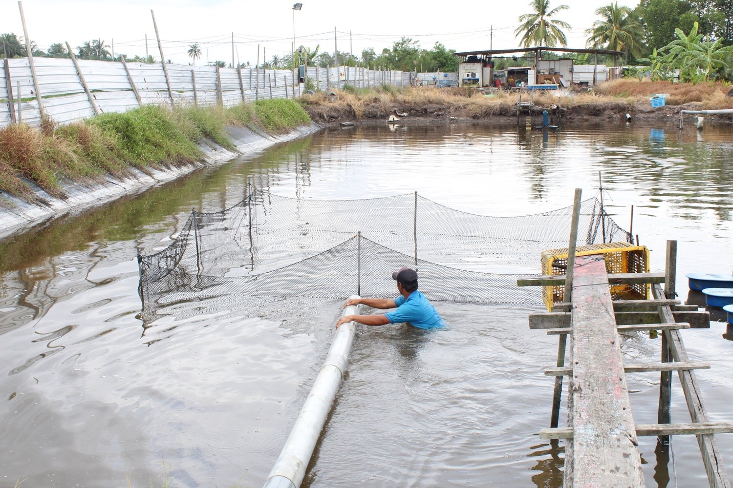 工人在鱼池中推动水管，驱赶龙虎斑往渔网集中，以便捕捉。